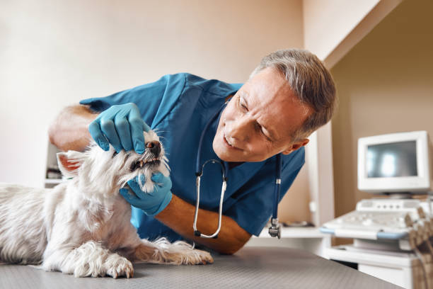 Best Pediatric Emergency Dentist in Santa Teresa, NM